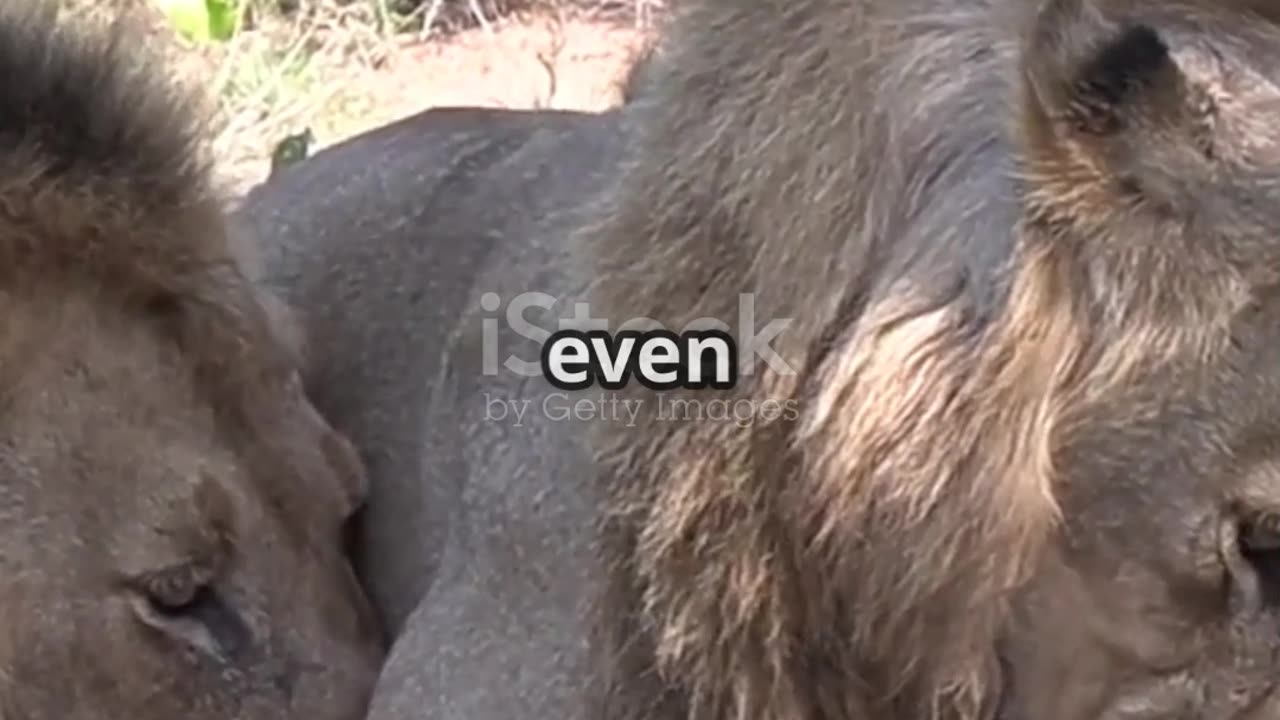 Mapogo Lion Coalition 🦁 | The Deadliest Lions Ever Recorded
