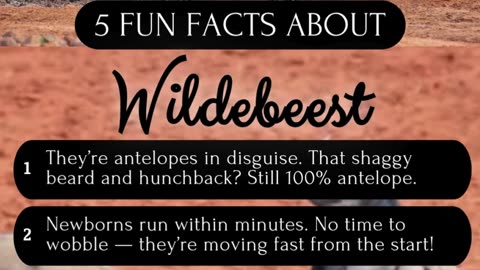 5 Fun Facts about Wildebeest #wildlife #animallovers #wildlifefacts