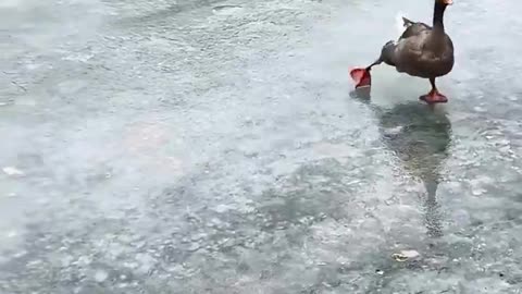 Ice ducks 😂😂