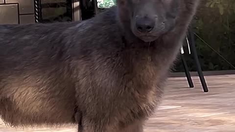 dog that looks like a creature from Game of Thrones 🐺
