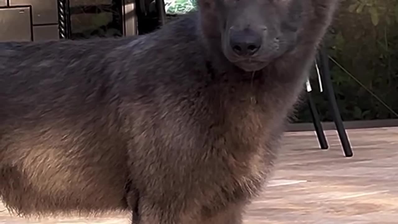 dog that looks like a creature from Game of Thrones 🐺