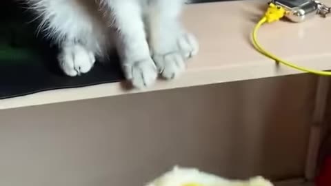 Cat accting next level !! Cat suddenly changed her reaction !! Abhi raj !!