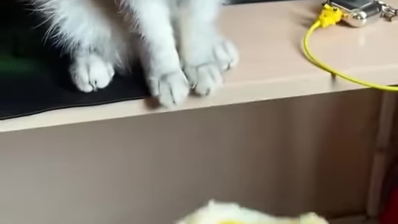 Cat accting next level !! Cat suddenly changed her reaction !! Abhi raj !!
