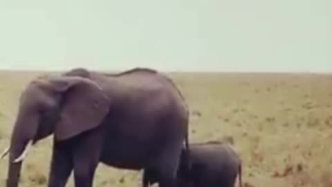 elephant