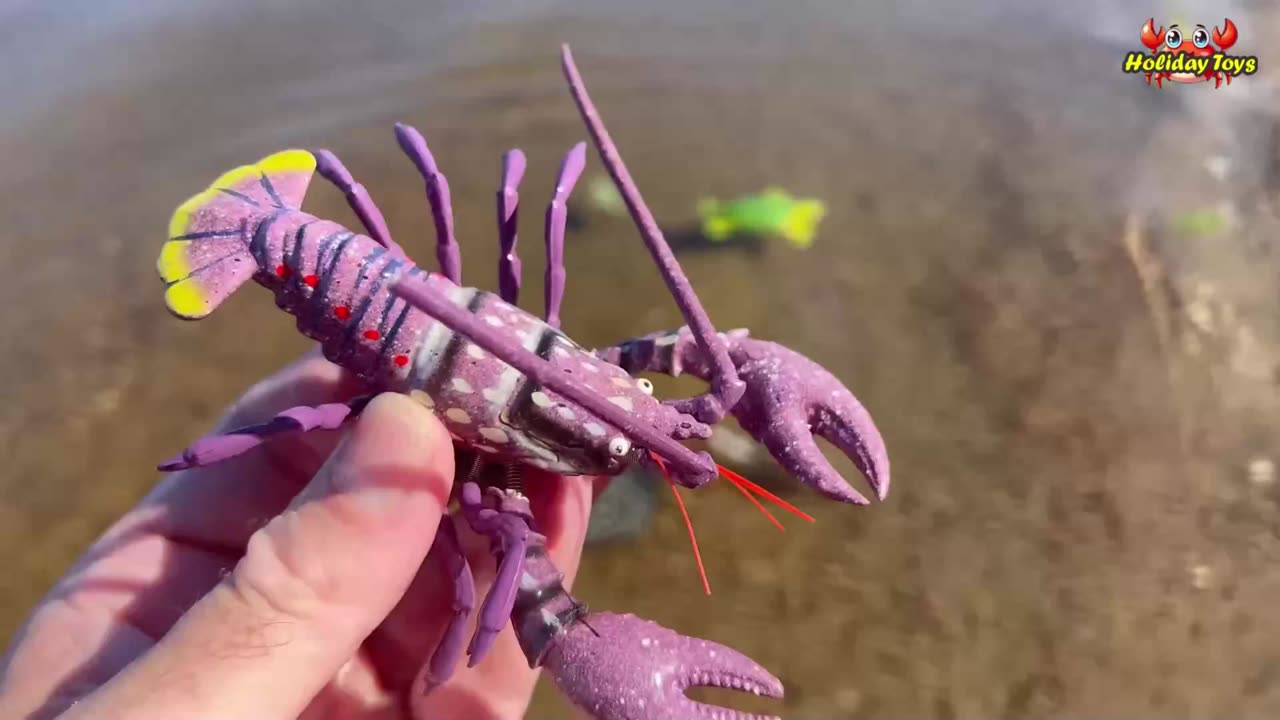 Blue Dolphin Stuck in Dense Sand and Hard to Breathe