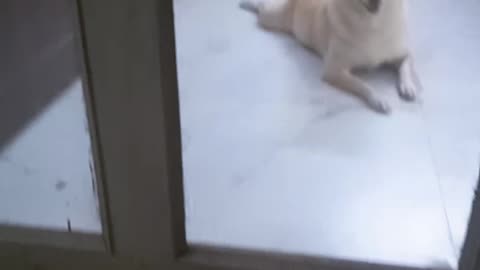Chiku hui kaid # funny moments