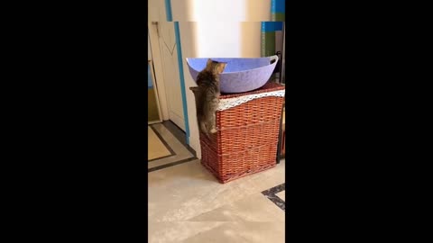 Happy Pet