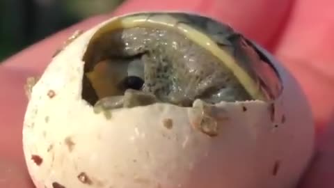 A little baby turtle breaking out of its tiny shell...