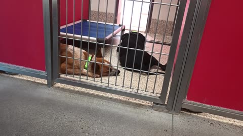 Jax-head prop on bed 5y A855151 Hester 1y A871179 kennel 30 pod 2 PACC shelter20250618_382