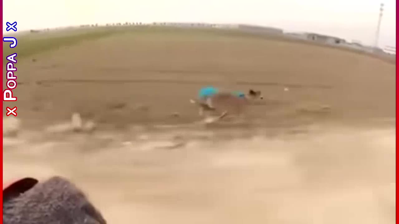 Superdog ⏩