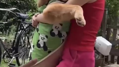 Dogs Funny Video