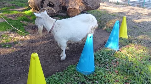 大晦日前の山羊さんの動画