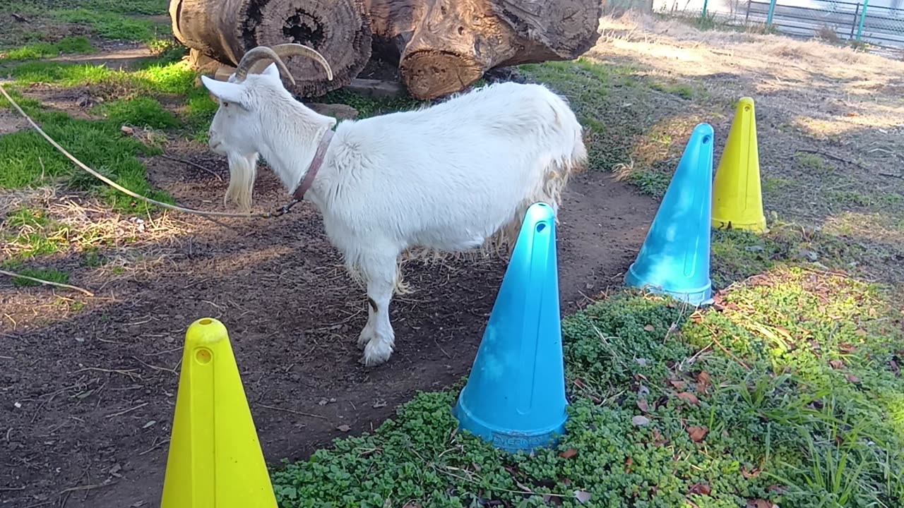 大晦日前の山羊さんの動画