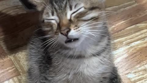 Little cat sleeps well #kitty #cute #catvideo