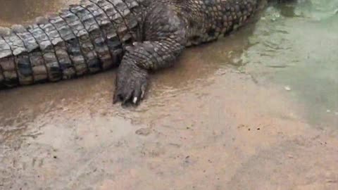 The crocodiles haven't even woken up yet.