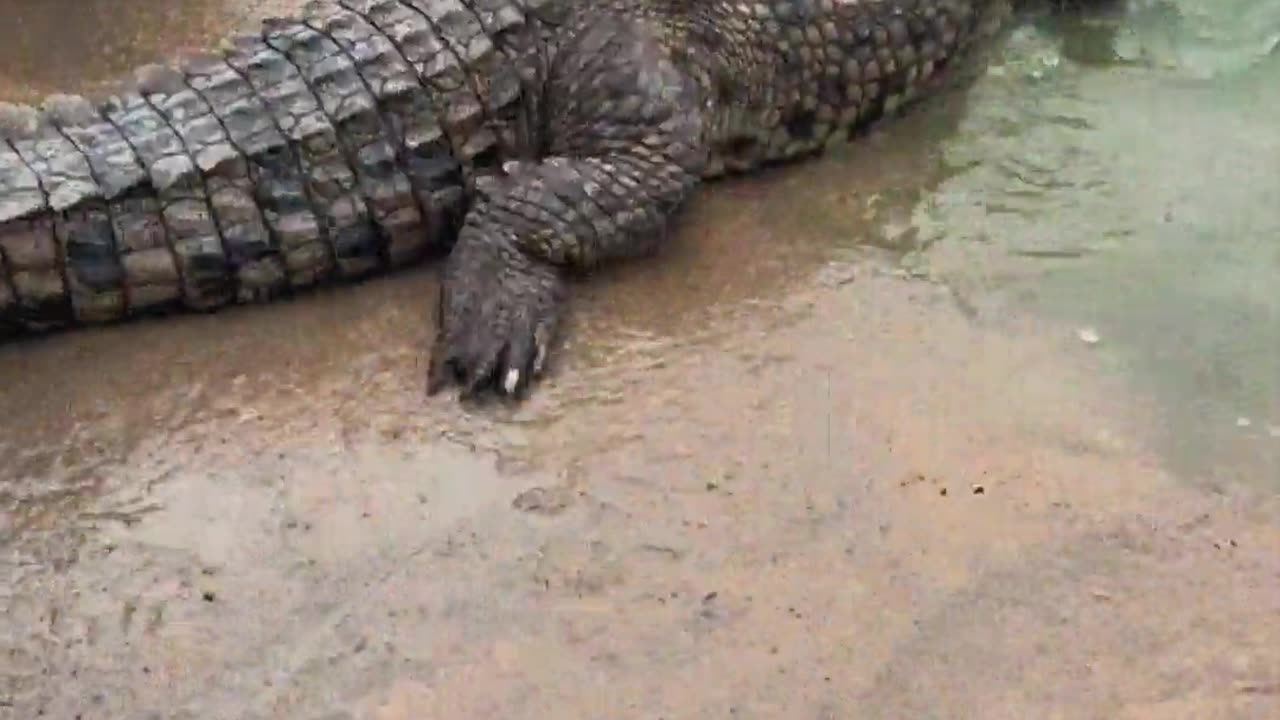 The crocodiles haven't even woken up yet.