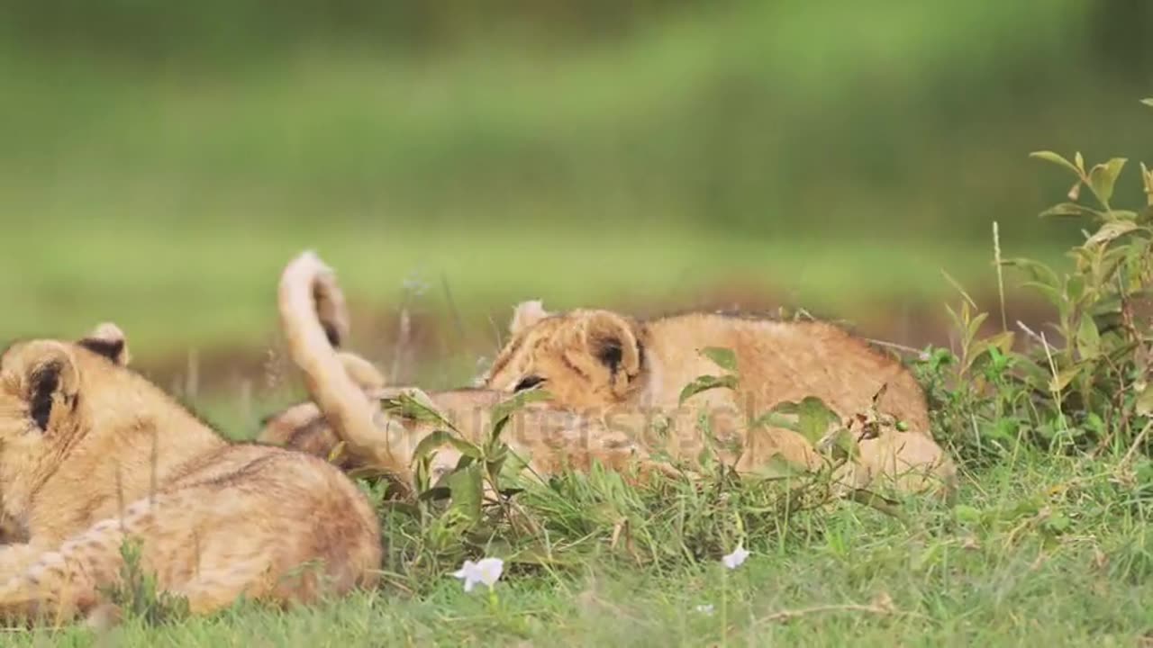 Lions baby fight