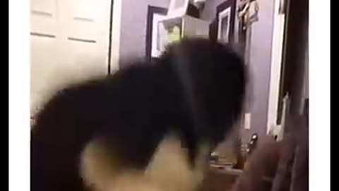 Funny Animals 05
