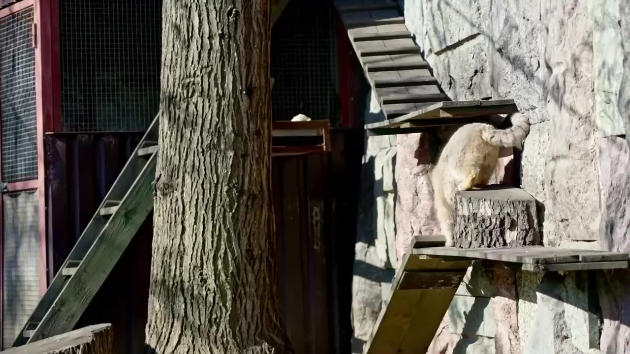 Pallas’ cat venturing out