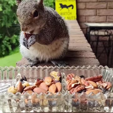 Squirrel eating unsalted nuts