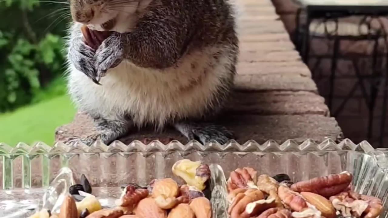Squirrel eating unsalted nuts