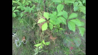 Fragrant Wood Red Cedar Tree July 2024