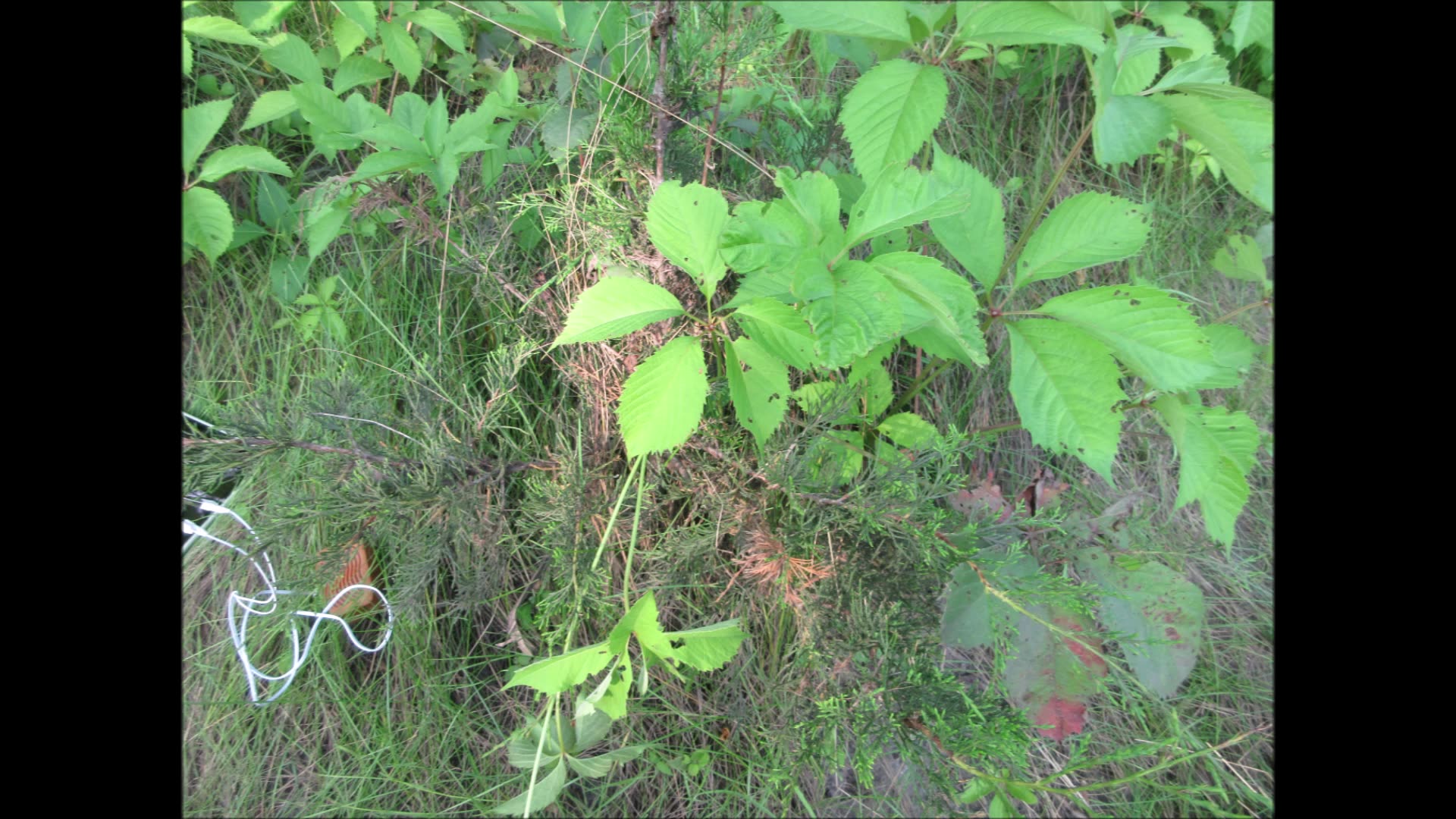 Fragrant Wood Red Cedar Tree July 2024