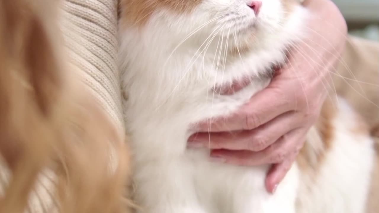 VIP Treatment! 😻 When a Cat Gets More Love Than You! 🥹💖🐾"
