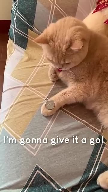 Cute Cat ёяри Performs Magic Trick ёядн
