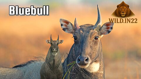 नीलगाय के रहस्य | Bluebull Life Documentary Nilgai Ek Heaviest Janwar | भारत का ताकतवर जानवर |