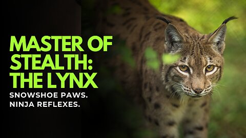 Master of Stealth: The Lynx | Snowshoe Paws & Ninja Reflexes
