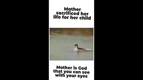 Mother sacrifice status | Mother sacrificed her life for her child |#mother #sacrifice #sadstatus