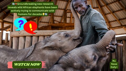 🧠🗣️🐘 Elephants Have Been Trying to Talk to Us for Years. Nu News Daily+