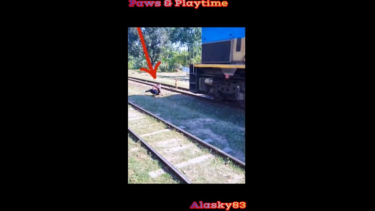 GOAT IS RUN OVER BY A TRAIN