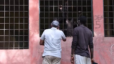 Deforestation displaces chimps and puts water supply at risk Sierra Leone