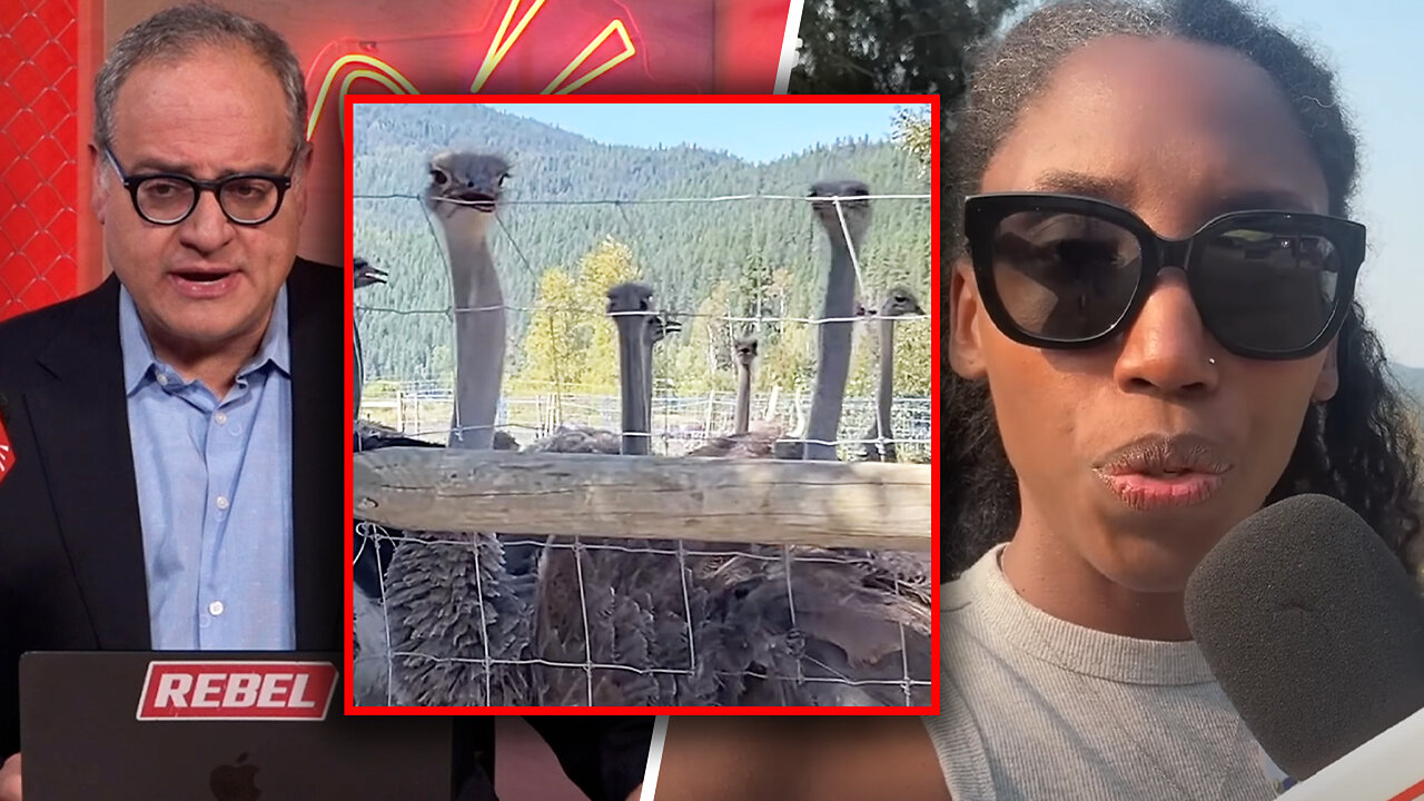 Chaos continues as cull looms at Universal Ostrich Farms