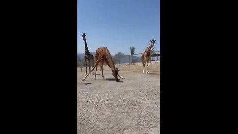 Giraffe got tired of turtle's slow pace and decided to help out! 🦒🐢 #GiraffeProblems
