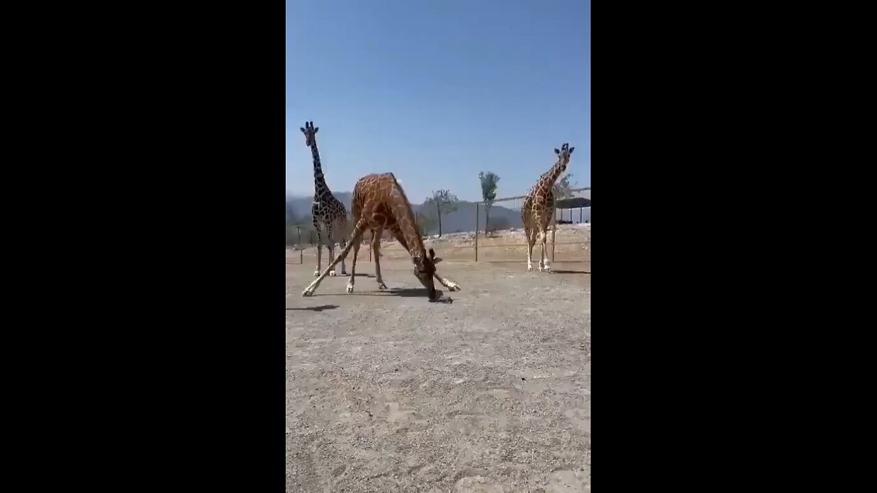 Giraffe got tired of turtle's slow pace and decided to help out! 🦒🐢 #GiraffeProblems