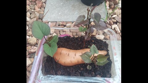 52 Sundays! Spotlight Potatoes!