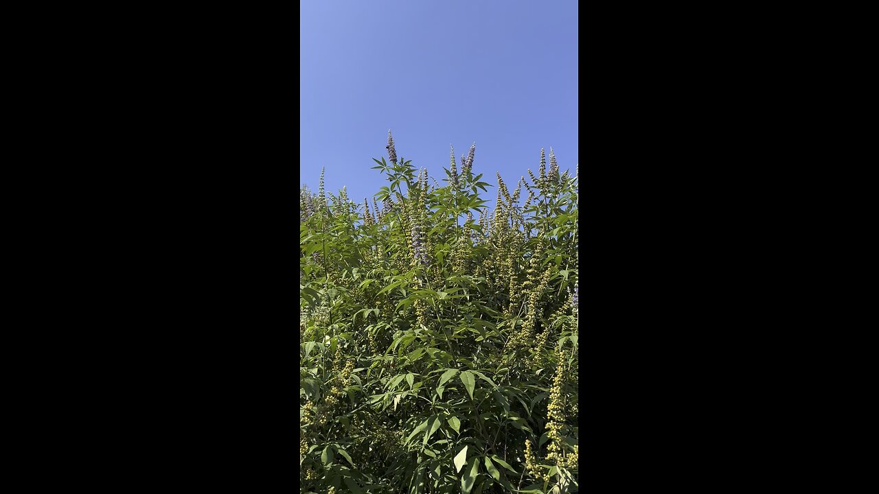 Lots of Bees every year
