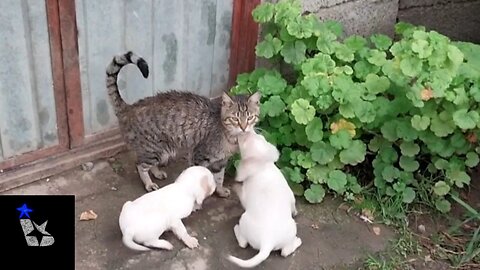 WHEN #puppies MISTAKE A #cat FOR THEIR MOTHER! SEE WHAT THEY DO WITH HER!