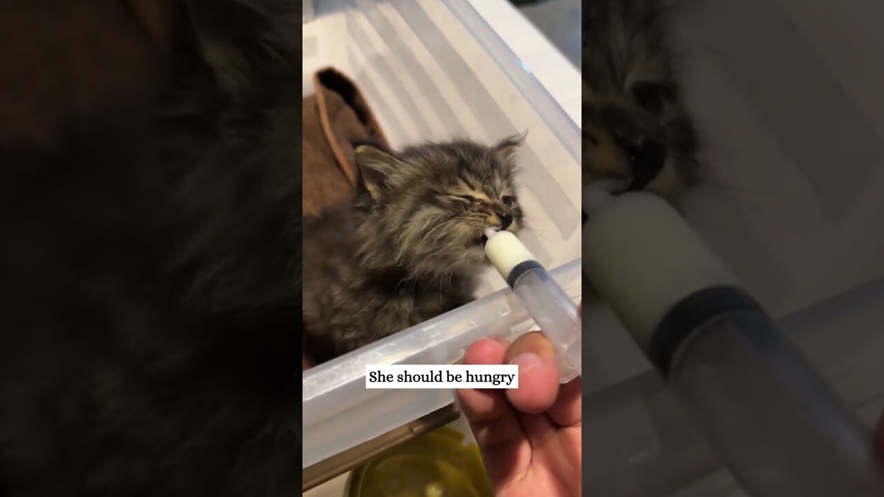 The man heard a beep under the car and was shocked when he found it