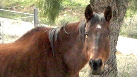 We thought a rattlesnake bite was our horse's old injury flaring up.