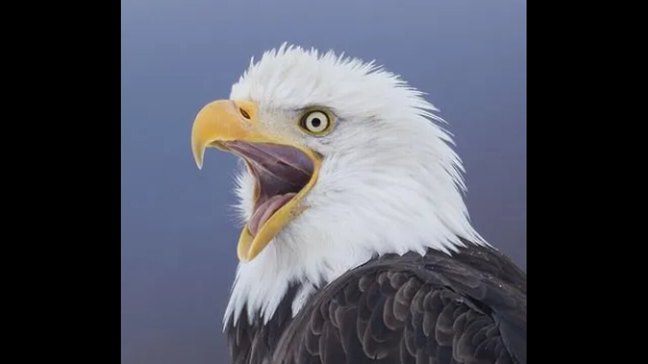 EP234 The Patriot Pulse Podcast