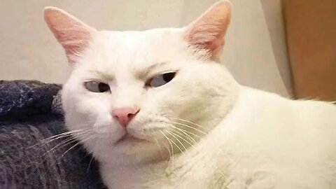 When You Cats Go On A Rampage!! 😂Funniest Cat 2023