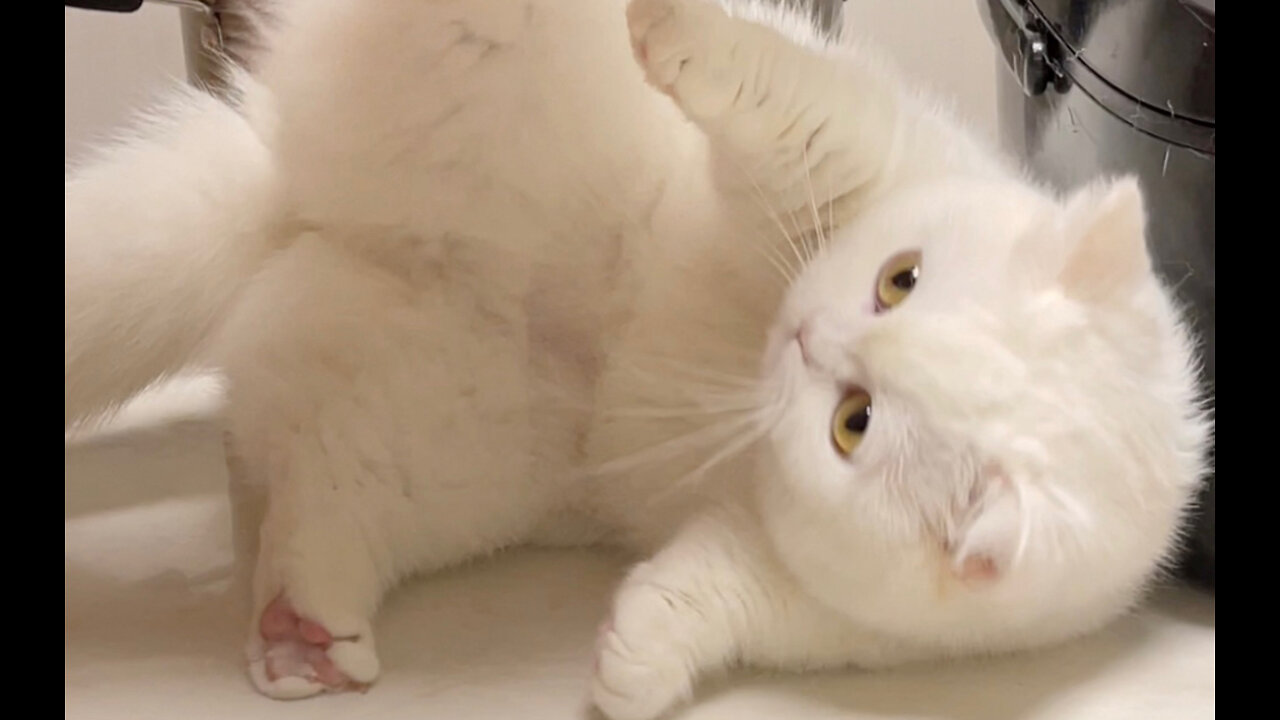 My cat rejects my kiss