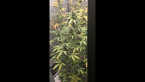 grape ape and northern lights grow