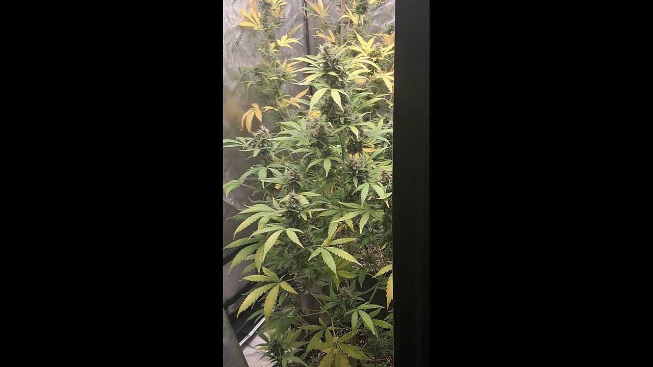 grape ape and northern lights grow