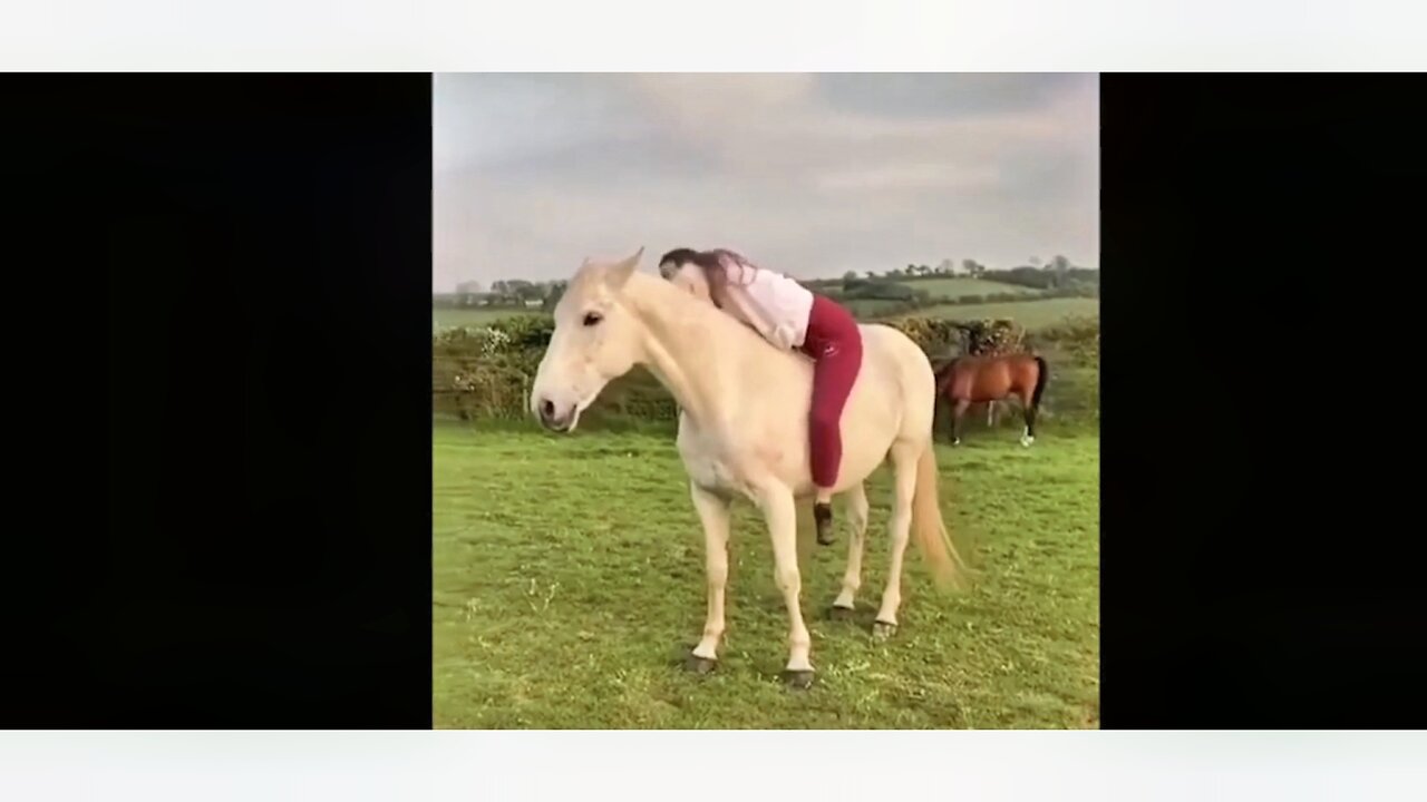 Caught on Camera: Animals vs Humans. Part 1