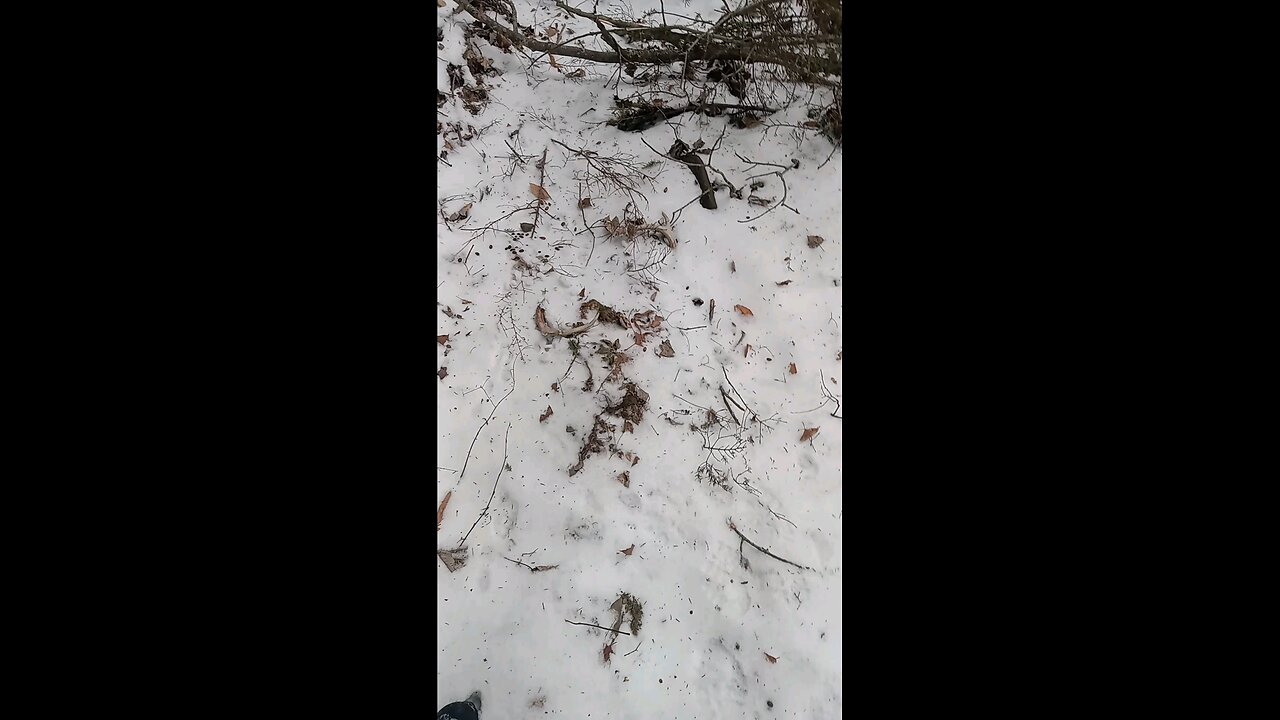 first sheds of 2024 in the Catskill mountains